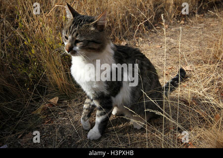 Cat se détend dans le jardin Banque D'Images