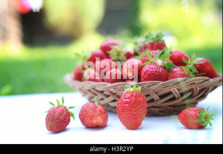 Dans un panier de fraises fraîches outdoor Banque D'Images