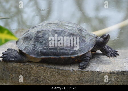 Une tortue indienne à un parc de la biodiversité à Bangalore Karnataka Inde Banque D'Images