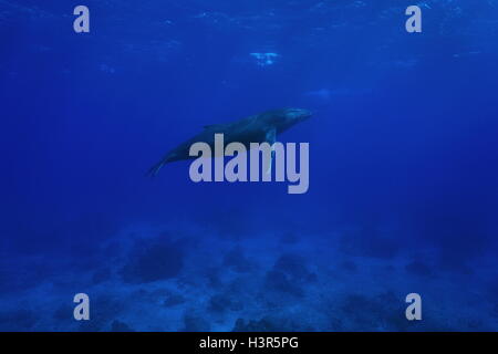 Un sous-marin des baleines à bosse, Megaptera novaeangliae, océan Pacifique, îles Australes, Rurutu, Polynésie Française Banque D'Images