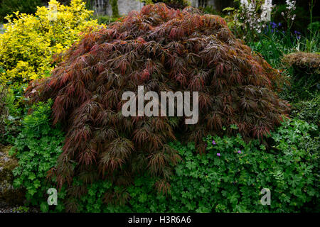 Acer palmatum dissectum, pourpre, feuillage, feuilles, arbre, à feuilles caduques, les arbres, Dome, bombé, en forme, la forme, le japonais, l'érable, érables, RM, floral Banque D'Images