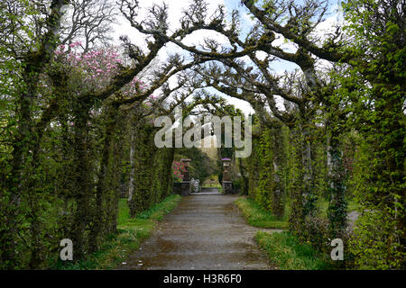 Jardins du château de Birr cloître charme forme couverture Couverture en forme de jardinage train officiel RM formés Irlande Floral Banque D'Images