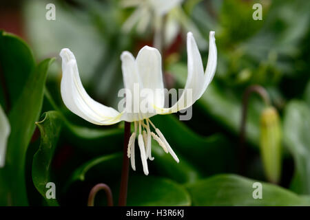 L'erythronium californicum white beauty fawn lily dogstooth printemps violet Floraison fleurs blanches bouquet couleurs Les couleurs de la dent des chiens Banque D'Images