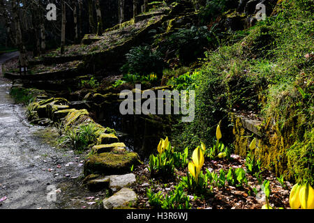 Lysichiton americanus, jaune, choux, fleurs, floraison, printemps, vivaces, tourbière, de l'eau, plantes aquatiques, Mount Congreve Gardens, RM, floral Banque D'Images