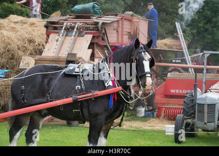 Shire Horse en face d'une batteuse à Weald et Downland Open Air Museum, campagne automne show, Sussex, Angleterre Banque D'Images