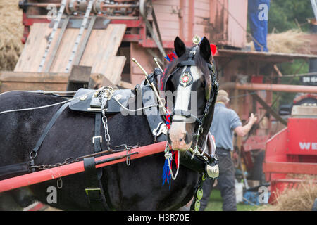 Shire Horse en face d'une batteuse à Weald et Downland Open Air Museum, campagne automne show, Sussex, Angleterre Banque D'Images