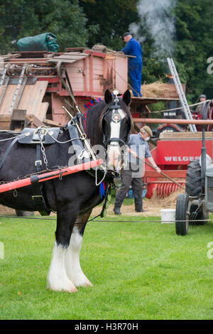 Shire Horse en face d'une batteuse à Weald et Downland Open Air Museum, campagne automne show, Sussex, Angleterre Banque D'Images