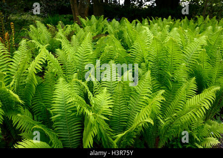 Matteuccia struthiopteris volant fougères fougère frondes stériles vert lime dimorphe ombre ombre ombre Floral RM Banque D'Images