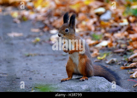 Squirrel debout sur la pierre. Banque D'Images