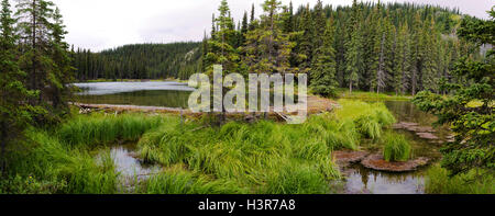 Un castor barrage retient l'eau sur le lac, fer à cheval le parc national Denali, en Alaska, sur l'image. Banque D'Images