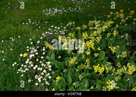 Primula elatior oxlip vrai oxlip croissance faible plante herbacée éternelle lumière fleurs jaune jardin pelouse primrose Floral RM Banque D'Images