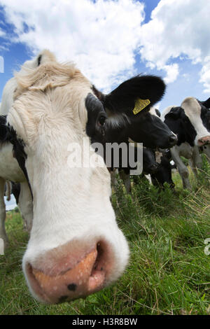 Low angle vue rapprochée d'un troupeau de vaches dans un champ. Banque D'Images