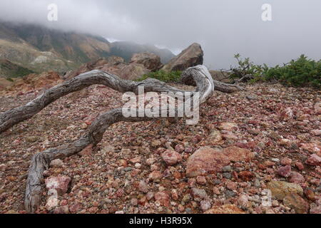 Altérés et battu de racines était une fois un grand arbre Banque D'Images
