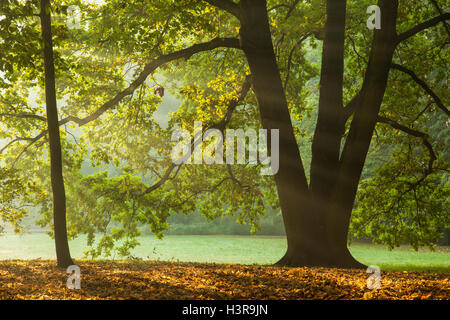 Matin d'automne dans le parc Poludniowy (South Park) à Wroclaw, la Basse Silésie, Pologne. Banque D'Images