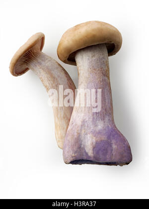 Wiild a pied bio Bleu Champignons (Clitocybe nuda), blewitt ou champignons Pied bleu Banque D'Images