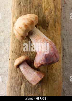 Wiild a pied bio Bleu Champignons (Clitocybe nuda), blewitt ou champignons Pied bleu Banque D'Images