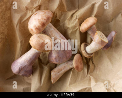 Wiild a pied bio Bleu Champignons (Clitocybe nuda), blewitt ou champignons Pied bleu Banque D'Images