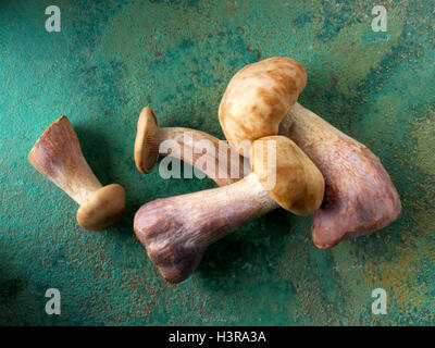 Wiild a pied bio Bleu Champignons (Clitocybe nuda), blewitt ou champignons Pied bleu Banque D'Images