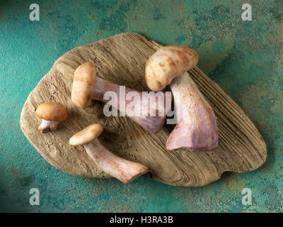 Wiild a pied bio Bleu Champignons (Clitocybe nuda), blewitt ou champignons Pied bleu Banque D'Images