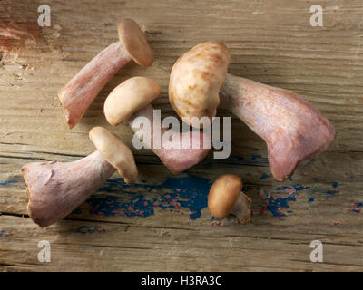 Wiild a pied bio Bleu Champignons (Clitocybe nuda), blewitt ou champignons Pied bleu Banque D'Images