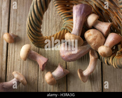 Wiild a pied bio Bleu Champignons (Clitocybe nuda), blewitt ou champignons Pied bleu Banque D'Images