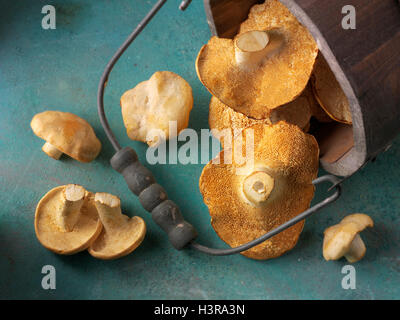 Organique a wiild Pied de mouton (Hydnum repandum) Champignons ou hedgehog mushrooms Banque D'Images