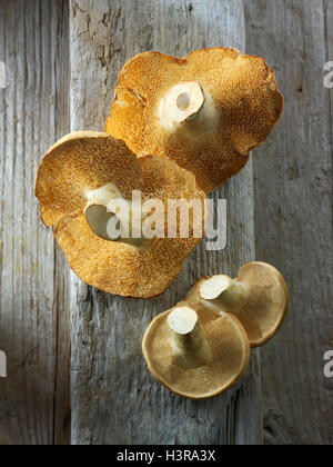 Organique a wiild Pied de mouton (Hydnum repandum) Champignons ou hedgehog mushrooms Banque D'Images