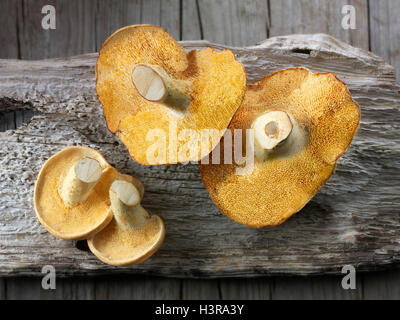 Organique a wiild Pied de mouton (Hydnum repandum) Champignons ou hedgehog mushrooms Banque D'Images