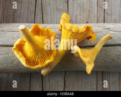 Sauvages cueillis frais chanterelle ou girolle organiques Champignons (Cantharellus cibarius) Banque D'Images