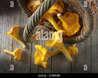 Sauvages cueillis frais chanterelle ou girolle organiques Champignons (Cantharellus cibarius) Banque D'Images