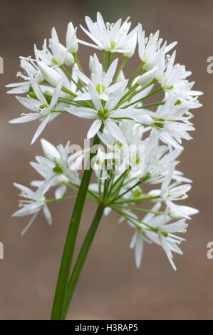 Ramson capitule, également connu sous le nom de l'ail sauvage. Banque D'Images