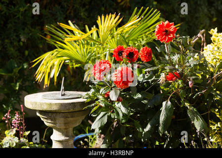 Dahlia Ellen Houston croissant dans un petit patio jardin avec cadran solaire Banque D'Images