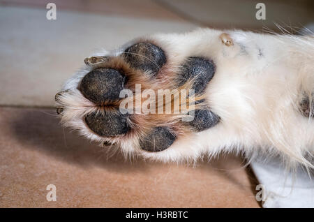 En dessous d'une patte avant du chien montrant les orteils et les coussinets Banque D'Images