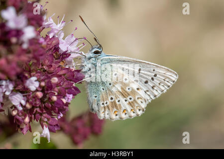 Chalkhill Blue Butterfly (Polyommatus corydon) se nourrissant de fleurs de marjolaine sauvage Banque D'Images