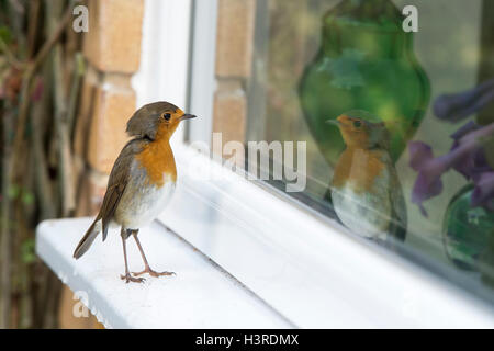 Erithacus rubecula aux abords. Robin debout sur un rebord de la vitre en regardant son reflet. UK Banque D'Images