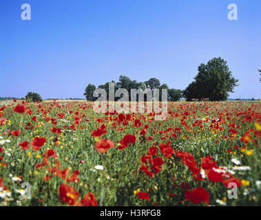 Pré, coquelicots, clap les graines de pavot, Papaver rhoeas, arbres, la nature, la végétation, l'été, fleurs, graines de pavot, coquelicot rouge, pré, graines de pavot Graines de pavot Graines de plantes, d'incendie, champ de pavot Graines de pavot Graines sauvages, sang, fleur, fleur, du père, Blatzblume Boschtkraut, gro Banque D'Images