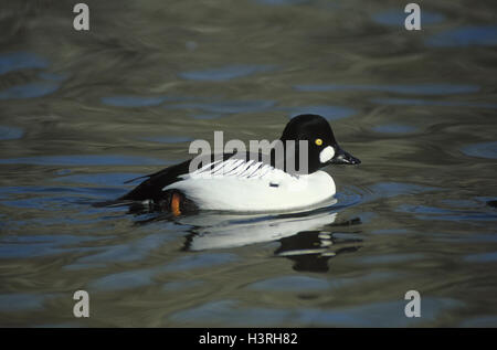 Schellente, Bucephala clangula, homme, aperçu, l'eau, les oiseaux, les oiseaux, les animaux sauvages, les animaux sauvages, oiseaux, oiseaux de passage, passage de l'oie, oiseaux ansériformes anatidae Anatidae,,, les canards de mer, petits hommes, Merginés, Manly, Garrot, nager, eaux, à l'extérieur Banque D'Images