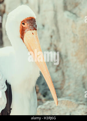 Bec oiseau jaune Cigogne africaine Banque D'Images