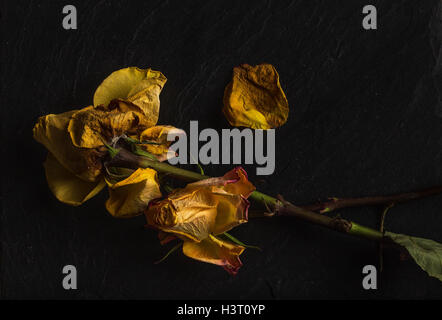 La vie encore d'une étude de l'art de mourir, orange jaune rose, vert feuilles sur ardoise noire en studio, l'éclairage de l'école néerlandaise Banque D'Images