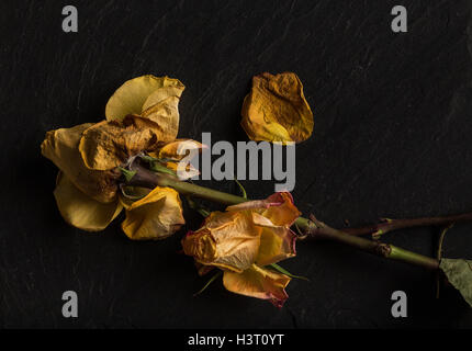 La vie encore d'une étude de l'art de mourir, orange jaune rose, vert feuilles sur ardoise noire en studio, l'éclairage de l'école néerlandaise Banque D'Images