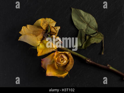 La vie encore d'une étude de l'art de mourir, orange jaune rose, vert feuilles sur ardoise noire en studio, l'éclairage de l'école néerlandaise Banque D'Images