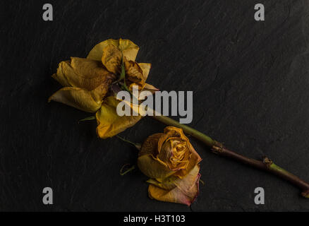 La vie encore d'une étude de l'art de mourir, orange jaune rose, vert feuilles sur ardoise noire en studio, l'éclairage de l'école néerlandaise Banque D'Images