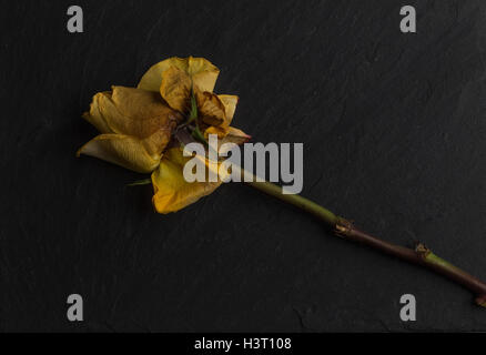 La vie encore d'une étude de l'art de mourir, orange jaune rose, vert feuilles sur ardoise noire en studio, l'éclairage de l'école néerlandaise Banque D'Images