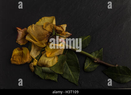 La vie encore d'une étude de l'art de mourir, orange jaune rose, vert feuilles sur ardoise noire en studio, l'éclairage de l'école néerlandaise Banque D'Images