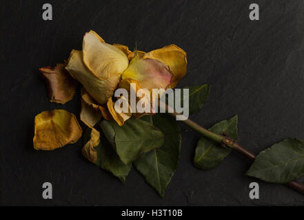 La vie encore d'une étude de l'art de mourir, orange jaune rose, vert feuilles sur ardoise noire en studio, l'éclairage de l'école néerlandaise Banque D'Images