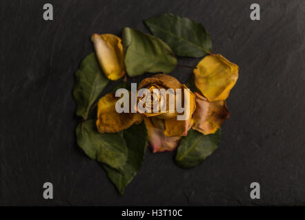 La vie encore d'une étude de l'art de mourir, orange jaune rose, vert feuilles sur ardoise noire en studio, l'éclairage de l'école néerlandaise Banque D'Images