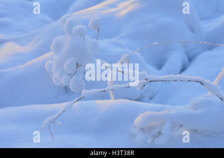 La plante dans la neige frosty matin d'hiver Banque D'Images