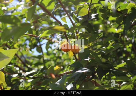 Une paire de cerises brésilien (Eugenia uniflora), connu sous le nom de 'pitanga', un fruit sain tropical Banque D'Images