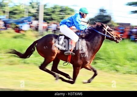 Courses hippiques Banque D'Images