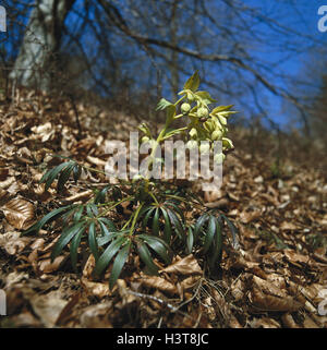 Sol forestier, puant Nieswurz, helleborus foetidus nature, botanique, flore, plantes, fleurs, fleurs sauvages, forêt de fleurs, printemps, fleurs de printemps, Nieswurz, Helleborus, crowfoot plantes, fleurs, bourgeons, feuilles, feuillage de l'automne, saison, printanier, Banque D'Images